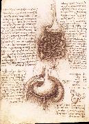 LEONARDO da Vinci Anatomical drawing of the stomach and the intestine china oil painting artist